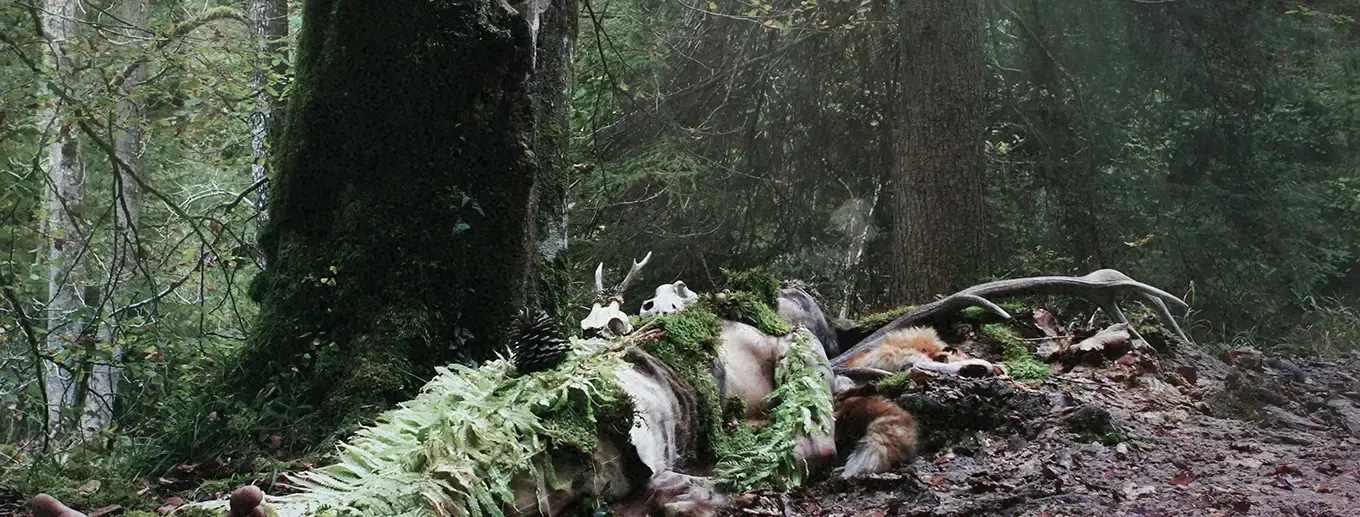 Old Growth Old Growth | Nature-inspired Black Metal · Album