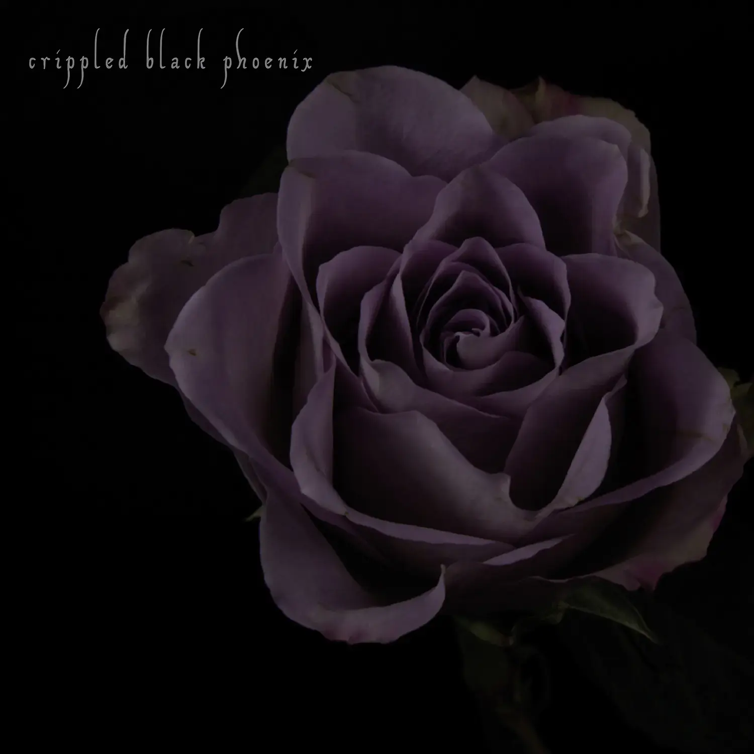 CRIPPLED BLACK PHOENIX - Painful Reminder / Dead Is Dead · GOLD/PURPLE 10" LP (Progressive Rock Vinyl) · Bild 1