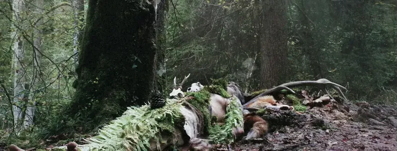 Old Growth | Nature-inspired Black Metal · Album