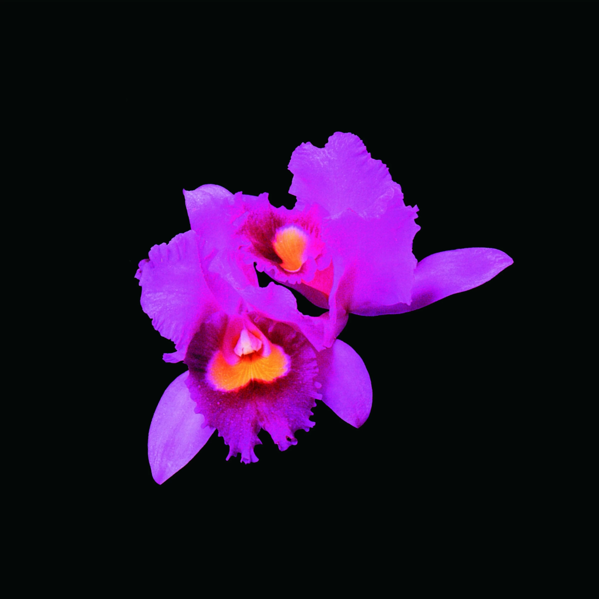 OPETH · Orchid | CD (Progressive Death Metal CDs)